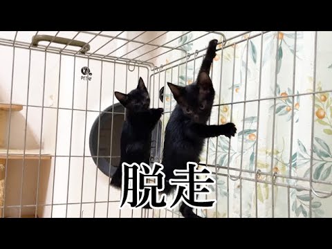 とんでもない所から脱走した保護子猫