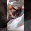 14歳のアビシニアン猫 #shorts #アビシニアン #cat #猫