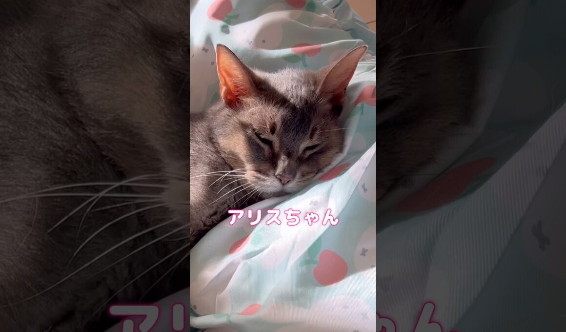 14歳のアビシニアン猫 #shorts #アビシニアン #cat #猫