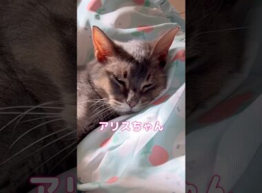 14歳のアビシニアン猫 #shorts #アビシニアン #cat #猫