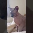 まるで破壊神ビルス様の様な猫スルタン【スフィンクス】