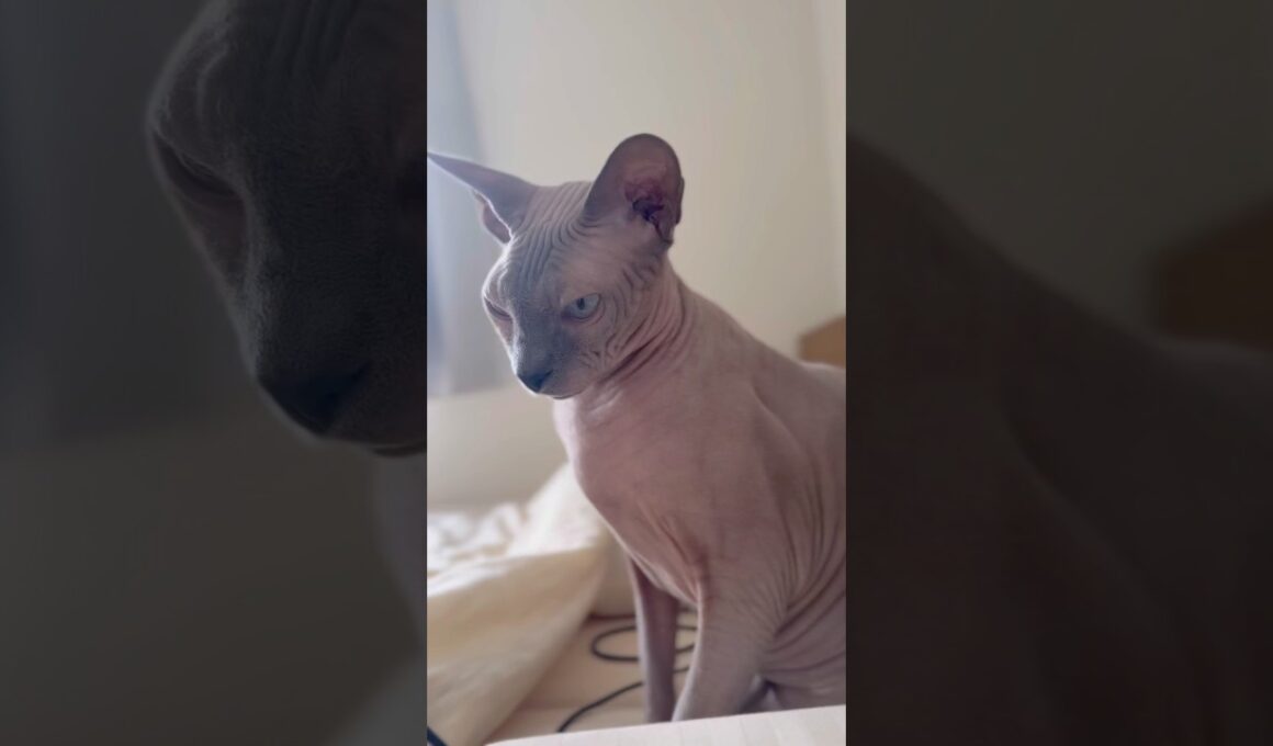 まるで破壊神ビルス様の様な猫スルタン【スフィンクス】