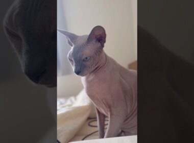まるで破壊神ビルス様の様な猫スルタン【スフィンクス】