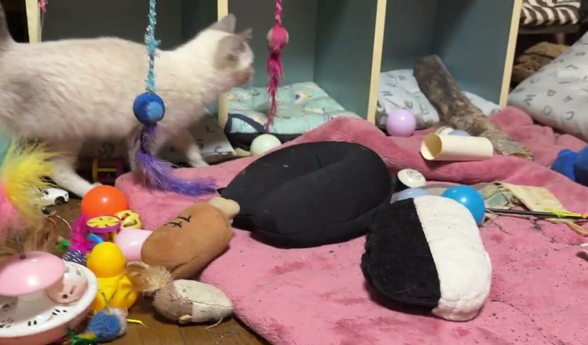 キジシロのルル「もぐら叩き大会だね。シャムの子ネコ雫、黒猫子ネコ黒夢。ネコトンネルから部屋中をハチャメチャにw」