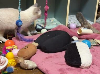 キジシロのルル「もぐら叩き大会だね。シャムの子ネコ雫、黒猫子ネコ黒夢。ネコトンネルから部屋中をハチャメチャにw」