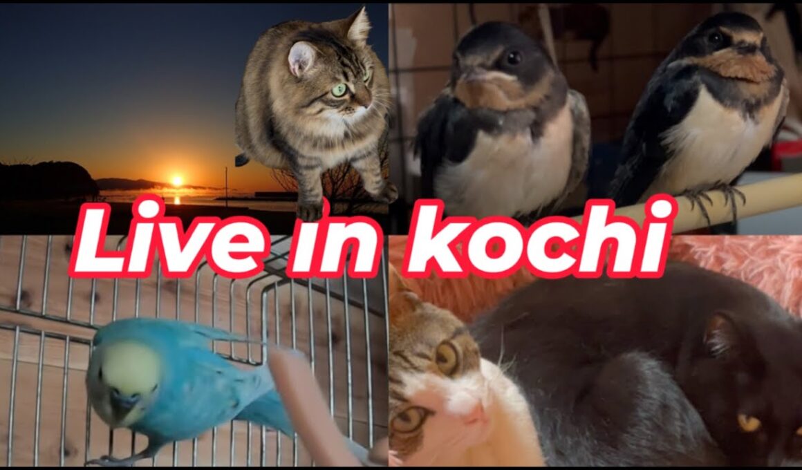 【南海トラフ）残暑と猛獣🐈猫部屋🐈　太平洋ライブカメラ　地域猫ご飯場＆セキセイインコ🐦波の音🌊　野鳥観察　kochi japan【土佐】