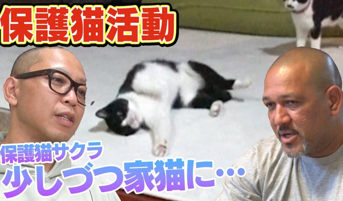 猫おじさんことサンシャイン池崎さんのアドバイスでラミおじさんが預かる保護猫サクラが・・・