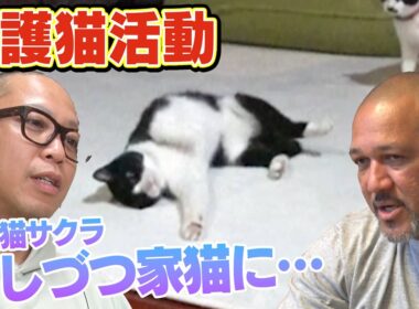 猫おじさんことサンシャイン池崎さんのアドバイスでラミおじさんが預かる保護猫サクラが・・・