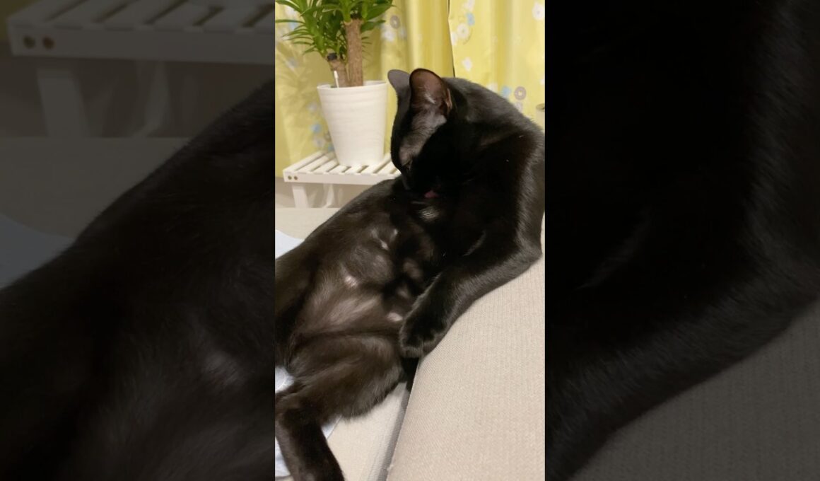 セクシー黒猫　#ボンベイ #子猫 #cat #bombay #猫のいる暮らし #猫のいる生活 #ねこ #ねこ動画 #猫好きさんと繋がりたい #かわいい #癒やし #猫 #ネコ