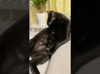 セクシー黒猫　#ボンベイ #子猫 #cat #bombay #猫のいる暮らし #猫のいる生活 #ねこ #ねこ動画 #猫好きさんと繋がりたい #かわいい #癒やし #猫 #ネコ
