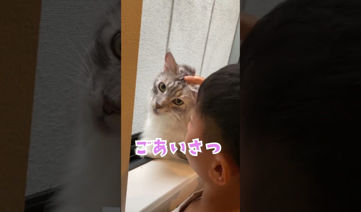 朝、会話をしながら少年を見守る大型猫。行ってくるね#メインクーン#shorts