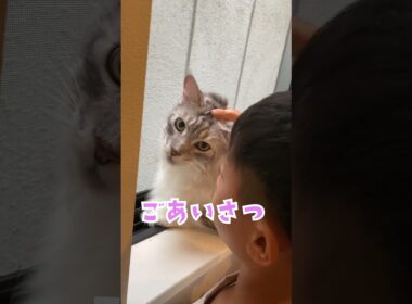 朝、会話をしながら少年を見守る大型猫。行ってくるね#メインクーン#shorts