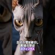 モフモフvs無毛🙀ギャップのある猫対決👊スフィンクス•サイベリアン🐈‍⬛