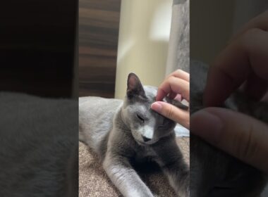#ロシアンブルー #cat #猫のいる暮らし