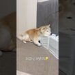家の中にスフィンクスがおる　#柴犬 #しばいぬ #shibainu #シニア犬 #認知症