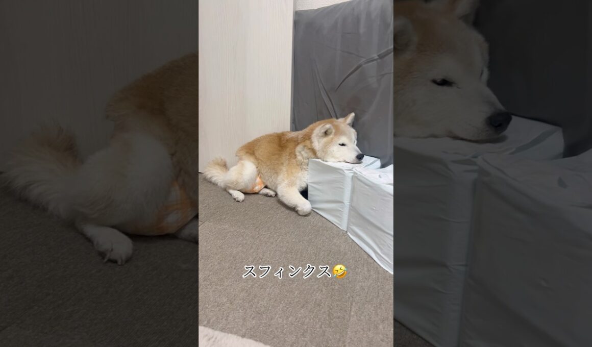 家の中にスフィンクスがおる　#柴犬 #しばいぬ #shibainu #シニア犬 #認知症