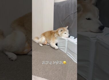 家の中にスフィンクスがおる　#柴犬 #しばいぬ #shibainu #シニア犬 #認知症