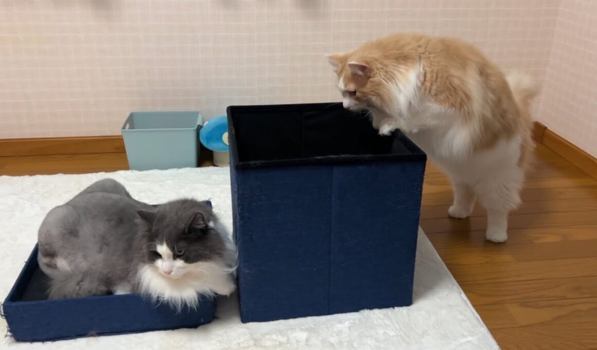【もふ猫の生態】のんびり兄組の日常もかわいい🩷ノルウェージャンフォレストキャット