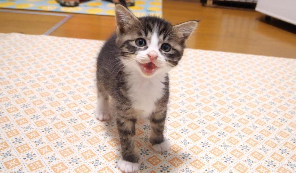 子猫のユメちゃんチコちゃんのオフショット 8　ご飯の準備に気づいた子猫がママの近くでニャーニャー隊に【赤ちゃん猫　保護猫】