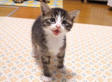 子猫のユメちゃんチコちゃんのオフショット 8　ご飯の準備に気づいた子猫がママの近くでニャーニャー隊に【赤ちゃん猫　保護猫】