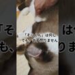 「そらくん」は、お腹触る程度では怒らず、モヒカン#shortsyoutube #スノーシュー