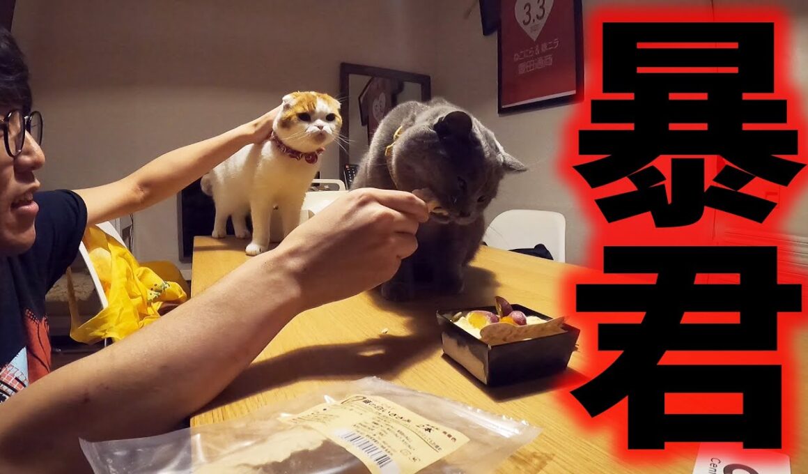 誕生日なのに暴れまくる猫