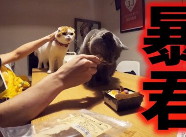 誕生日なのに暴れまくる猫