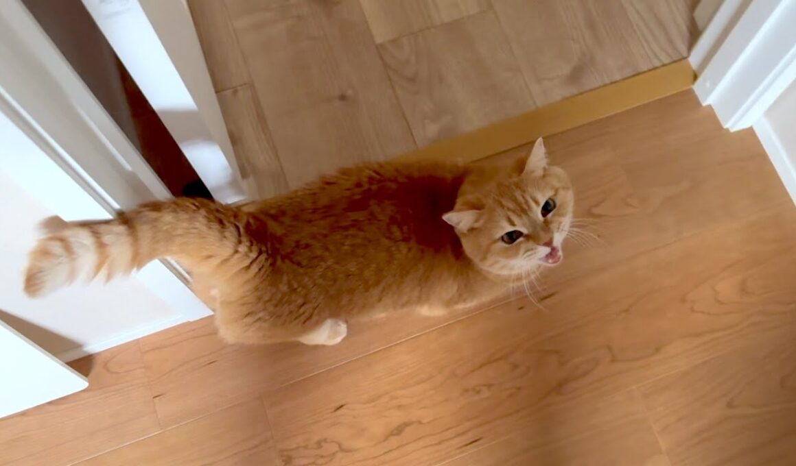 プリンが朝起きてまずパパに要求することとは！？