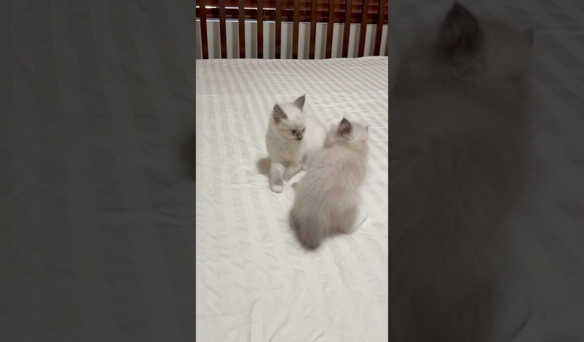 やんのかステップ😽喧嘩ごっこする姉妹の子猫たち（かわいい🩷）【ママはラグドール💖パパはオオヤマネコ】 #shorts #ラグドール #子猫 #オオヤマネコ
