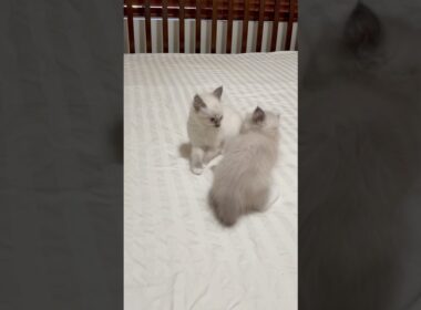 やんのかステップ😽喧嘩ごっこする姉妹の子猫たち（かわいい🩷）【ママはラグドール💖パパはオオヤマネコ】 #shorts #ラグドール #子猫 #オオヤマネコ