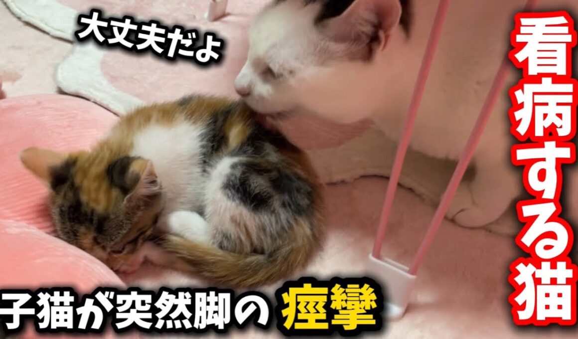 夜中に脚が痙攣し元気のない子猫を朝まで看病する先輩猫