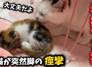 夜中に脚が痙攣し元気のない子猫を朝まで看病する先輩猫