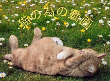 【猫が見る動画】猫を癒す猫のための動画•ねこじゃらし•高周波数猫用BGM•猫用睡眠導入（8分•短い場合はリピート再生）