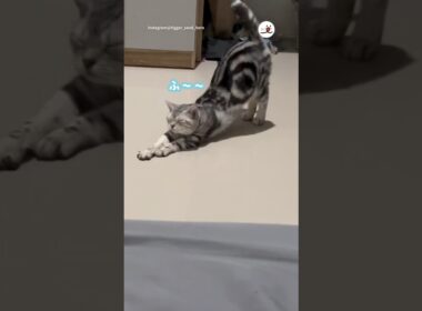 やっぱり寝ることにした猫🤣｜PECO #アメリカンショートヘア #猫 #愛猫家 #猫のいる暮らし #cat #catlover #catlife #americanshorthair