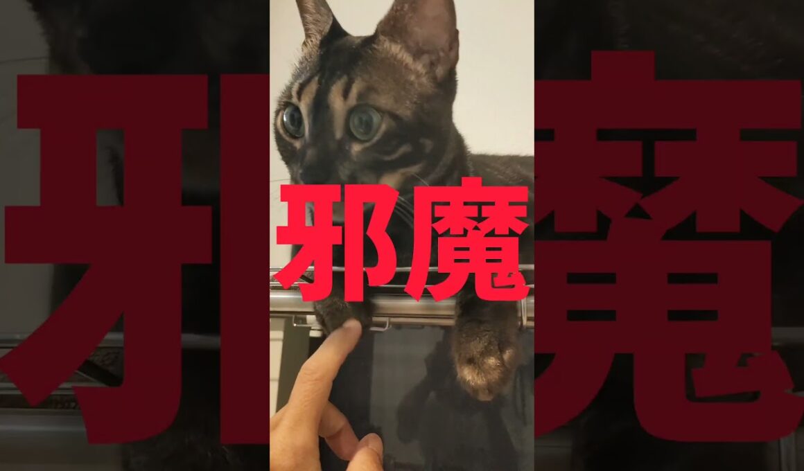 だいたい邪魔な所に座ってるのが猫 #cat #ベンガルネコ #bengalcat