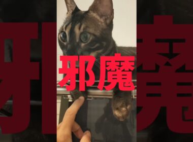 だいたい邪魔な所に座ってるのが猫 #cat #ベンガルネコ #bengalcat
