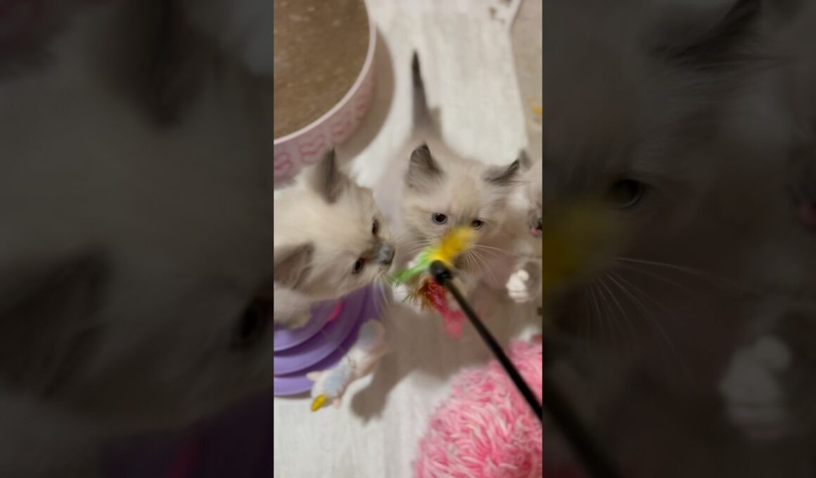 猫じゃらしで遊ぶやんちゃな赤ちゃん子猫たち【ママはラグドール💖パパはオオヤマネコ】 #ラグドール #shorts #子猫