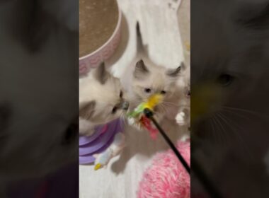 猫じゃらしで遊ぶやんちゃな赤ちゃん子猫たち【ママはラグドール💖パパはオオヤマネコ】 #ラグドール #shorts #子猫