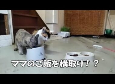 【保護猫】ママのご飯を横取りしちゃう子猫が可愛い