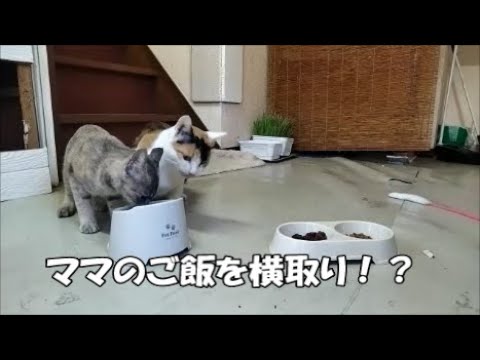【保護猫】ママのご飯を横取りしちゃう子猫が可愛い