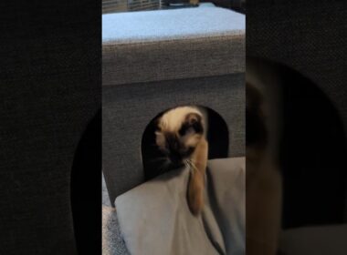 最近になってニトリのペットハウスが気に入った🐈️ シャム猫☆マロンちゃん #cat #catshorts #しゃむねこ #シャム猫 #猫のいる暮らし ＃猫のいる生活 #ニトリ