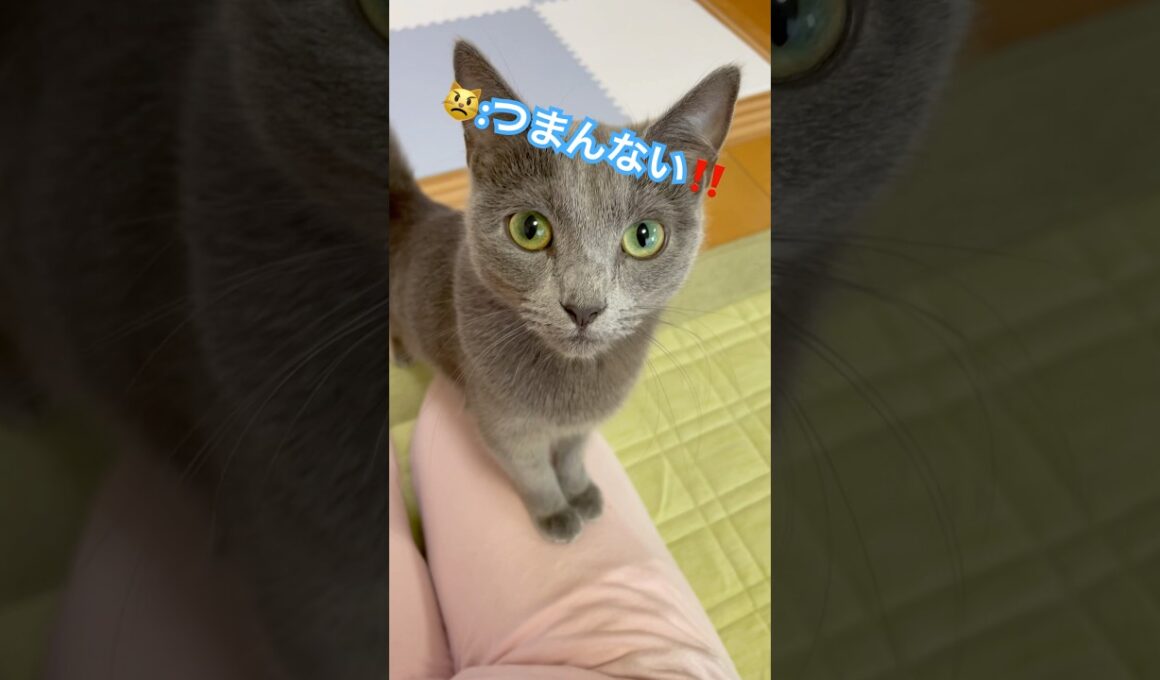 下僕が遊ばせて頂きます‼️ #猫 #ロシアンブルー #shorts