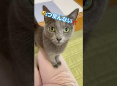 下僕が遊ばせて頂きます‼️ #猫 #ロシアンブルー #shorts