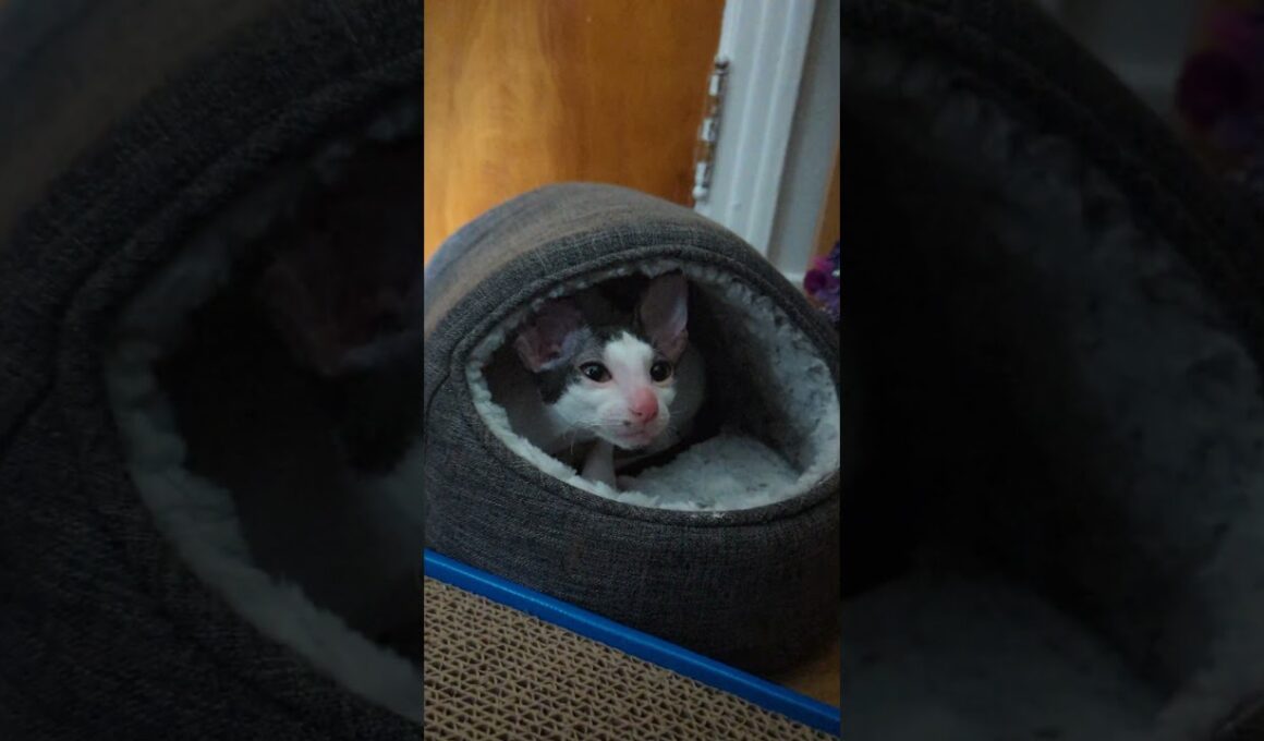 Little Cornish Rex, big meows 💖🐱#cornishrex #cat #chat #kitten #breeder #cute #chaton #shorts