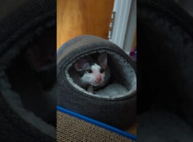 Little Cornish Rex, big meows 💖🐱#cornishrex #cat #chat #kitten #breeder #cute #chaton #shorts