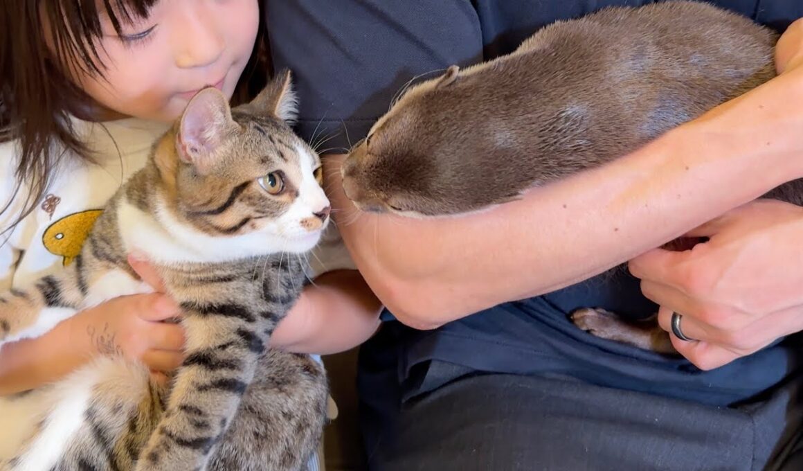 子猫を抱っこしていたらカワウソが怒ってしまった！！ I was holding a kitten when the otter got angry!!