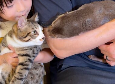子猫を抱っこしていたらカワウソが怒ってしまった！！ I was holding a kitten when the otter got angry!!
