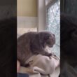 久しぶりフミフミ #ねこ動画 #アメリカンカール #ねこ