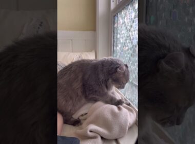 久しぶりフミフミ #ねこ動画 #アメリカンカール #ねこ