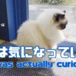 バーマン猫ガブ【実は気になっていた】I was actually curious（バーマン猫）Birman/Cat